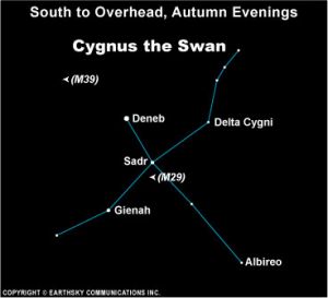 Cygnus