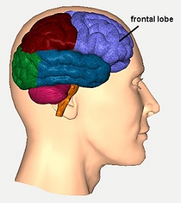 frontal-lobes
